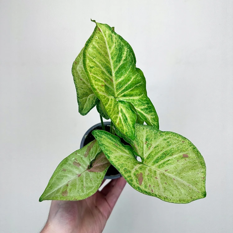 Syngonium Confetti Zroślicha P9 #1
