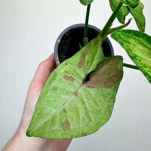 Syngonium Confetti Zroślicha P9 #2