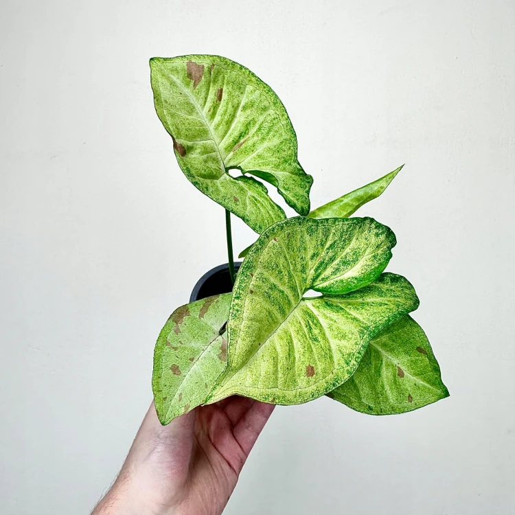 Syngonium Confetti Zroślicha P9 #3