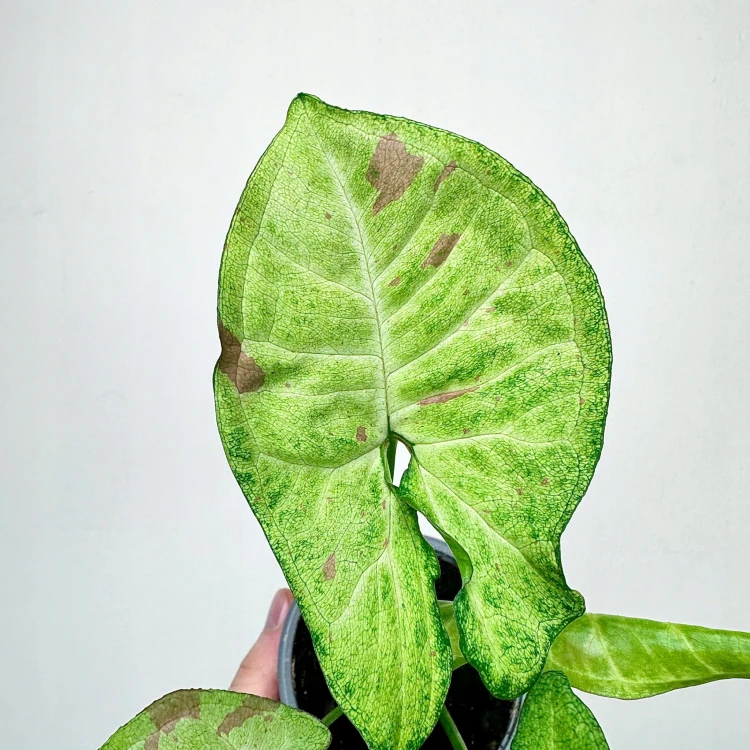 Syngonium Confetti Zroślicha P9 #4