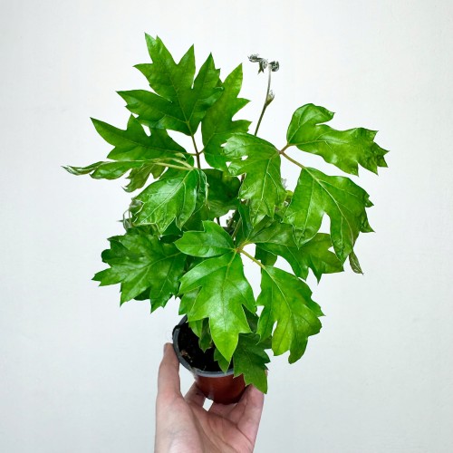 Cissus Rombolistny Ellen Danica Cisus P9 #1