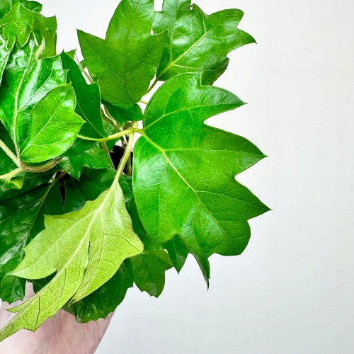 Cissus Rombolistny Ellen Danica Cisus P9 #2