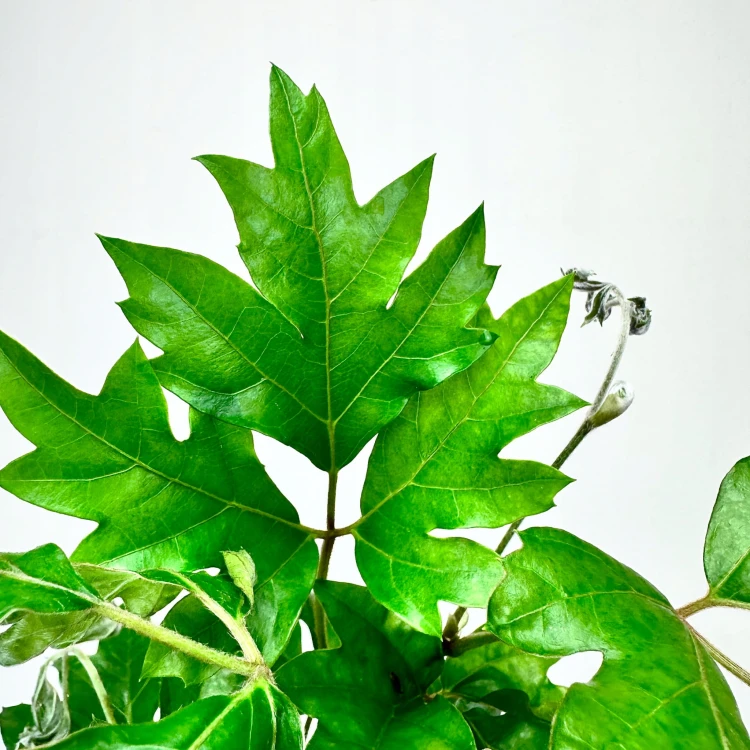 Cissus Rombolistny Ellen Danica Cisus P9 #3