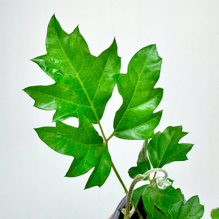 Cissus Rombolistny Ellen Danica Cisus P9 #4