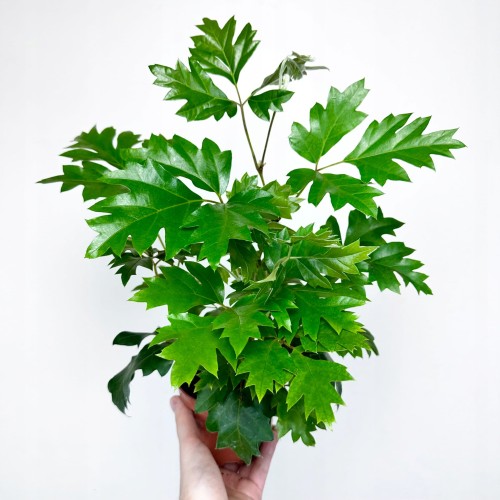 Cissus Rombolistny Ellen Danica Cisus #1
