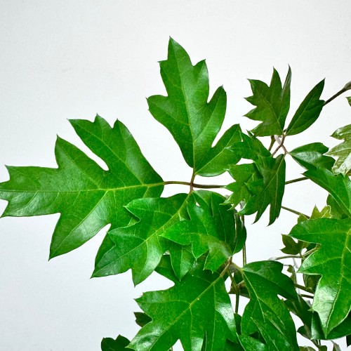 Cissus Rombolistny Ellen Danica Cisus #2