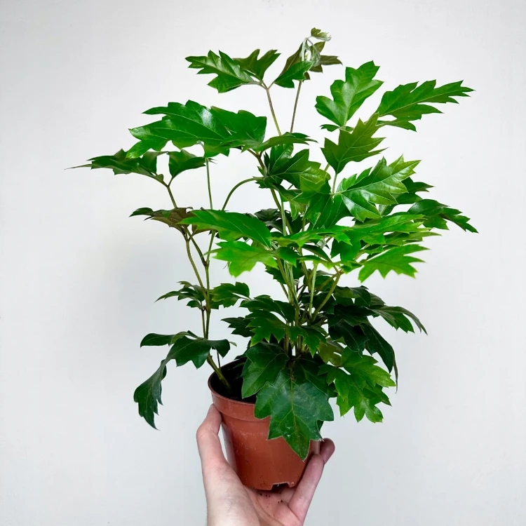 Cissus Rombolistny Ellen Danica Cisus #3