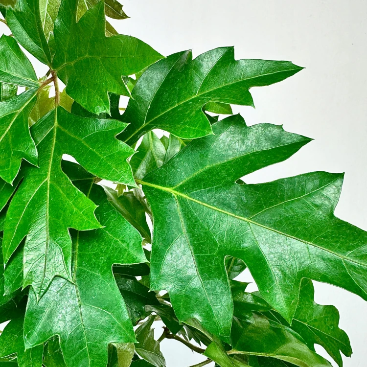 Cissus Rombolistny Ellen Danica Cisus #4