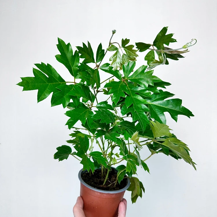 Cissus Rombolistny Ellen Danica Cisus #5