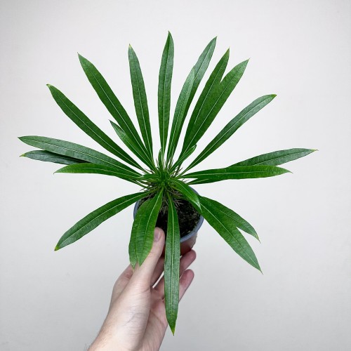 Pachypodium lamerei palma Madagaskaru P9 #1