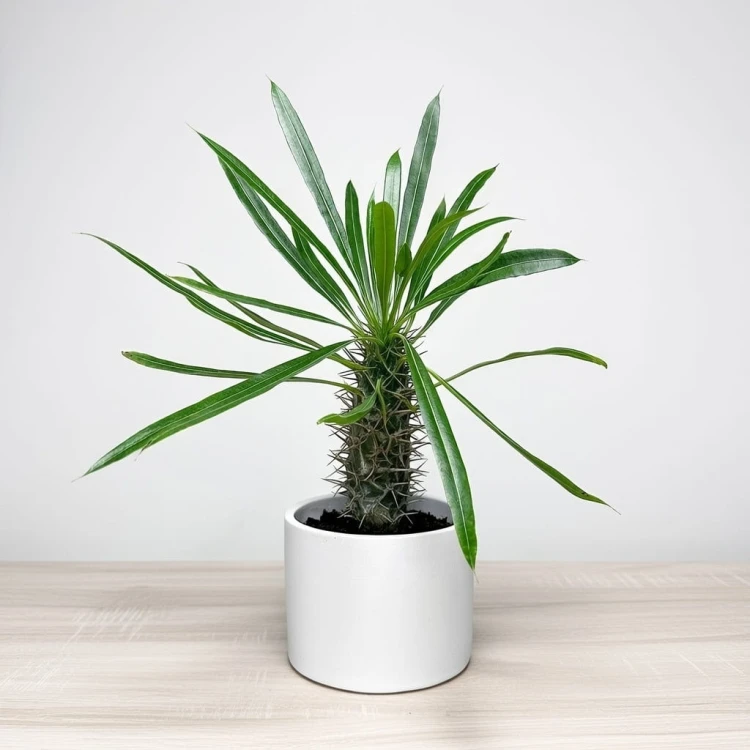 Pachypodium lamerei palma Madagaskaru P11 #1