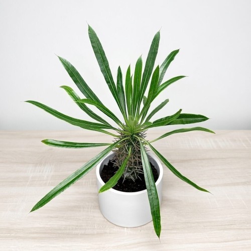 Pachypodium lamerei palma Madagaskaru P11 #2