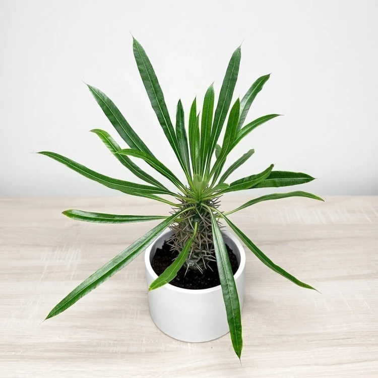 Pachypodium lamerei palma Madagaskaru P11 #2