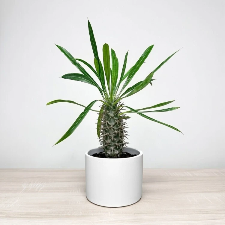 Pachypodium lamerei palma Madagaskaru P11 #3