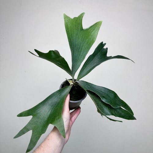 Platycerium Alcicorne Łosie Rogi #1