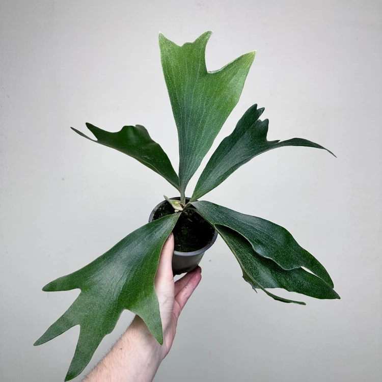 Platycerium Alcicorne Łosie Rogi #1