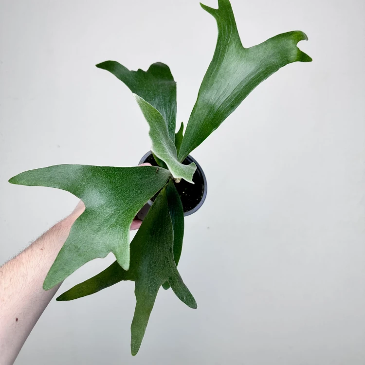 Platycerium Alcicorne Łosie Rogi #2