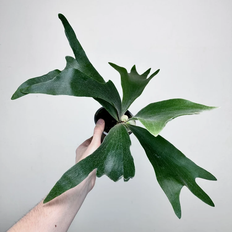 Platycerium Alcicorne Łosie Rogi #3
