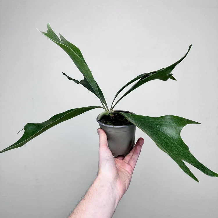 Platycerium Alcicorne Łosie Rogi #4