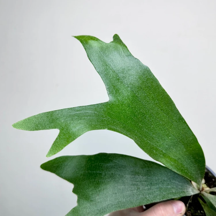 Platycerium Alcicorne Łosie Rogi #5