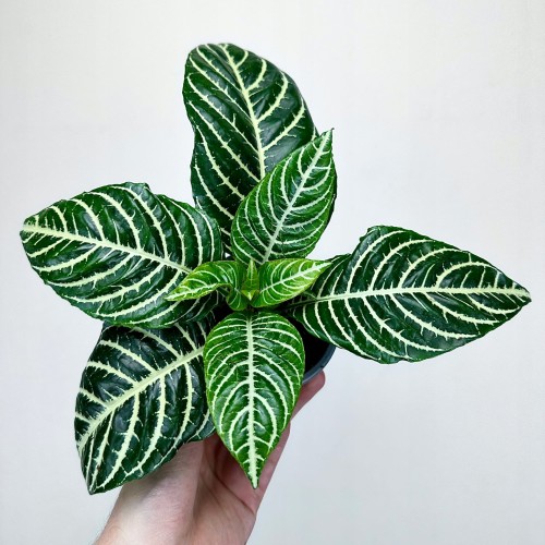 Aphelandra squarrosa Dania Afelandra #1