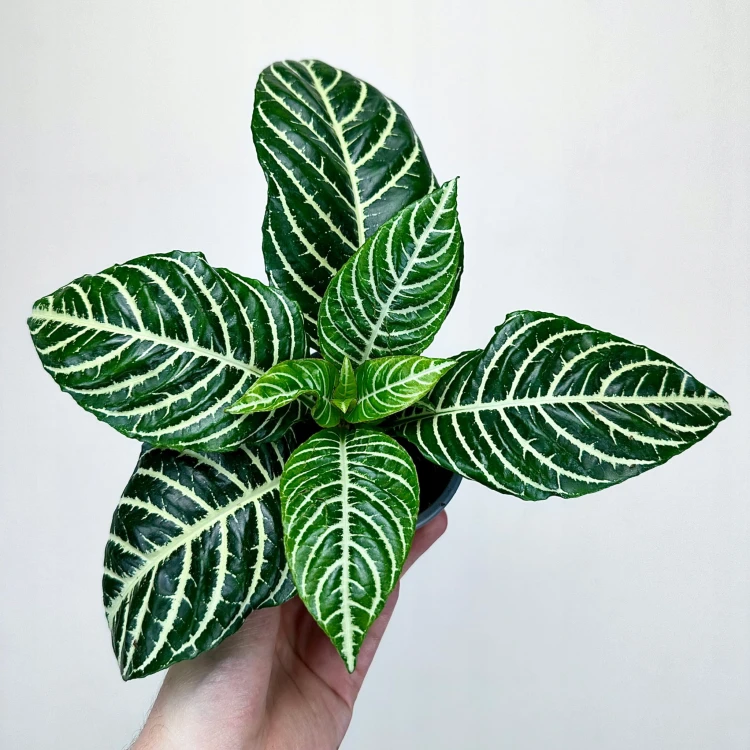 Aphelandra squarrosa Dania Afelandra #1
