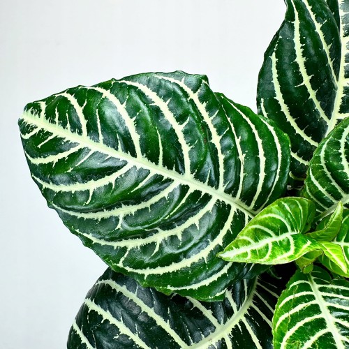 Aphelandra squarrosa Dania Afelandra #2