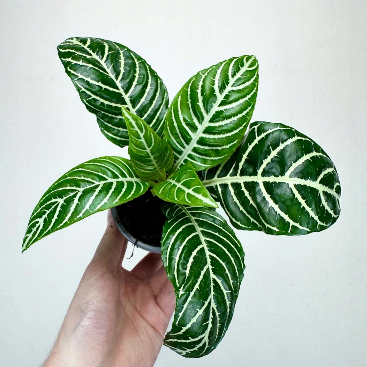 Aphelandra squarrosa Dania Afelandra #3