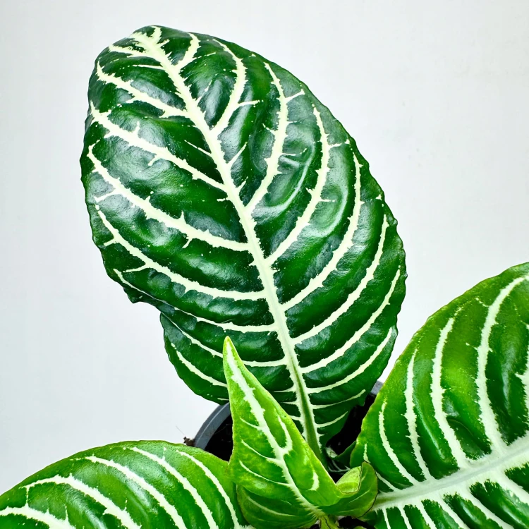 Aphelandra squarrosa Dania Afelandra #4