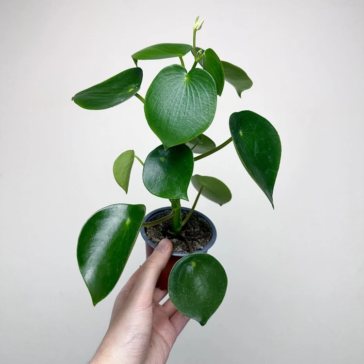 Peperomia polybotrya Raindrop P9 #1