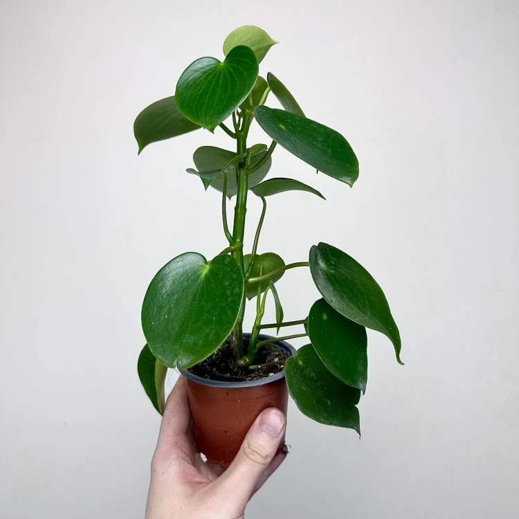 Peperomia polybotrya Raindrop P9 #2