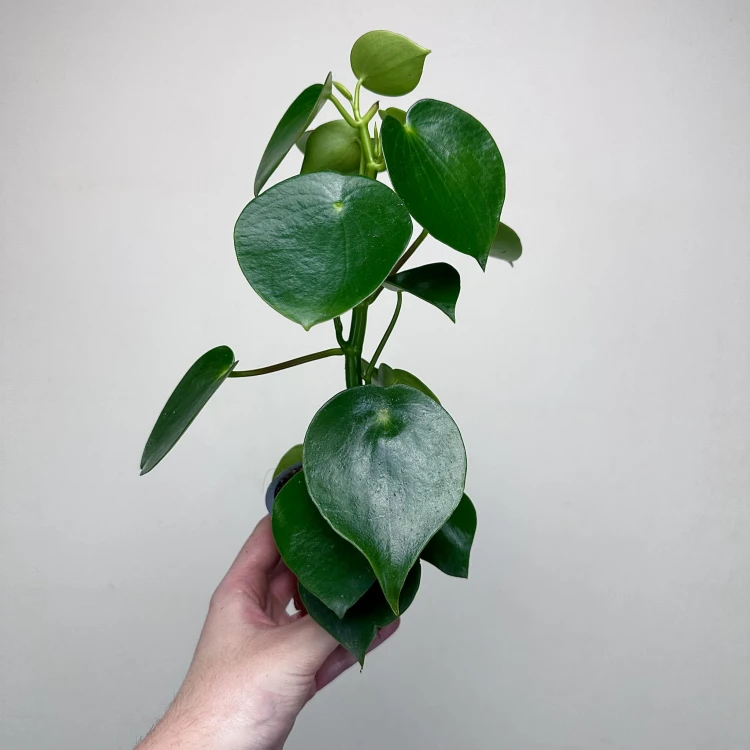 Peperomia polybotrya Raindrop P9 #3