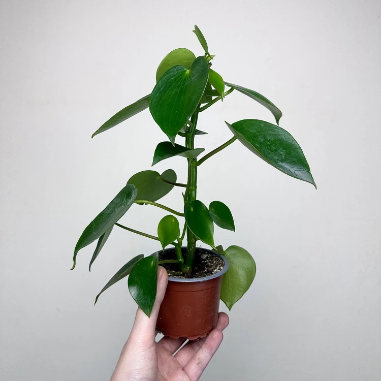 Peperomia polybotrya Raindrop P9 #4