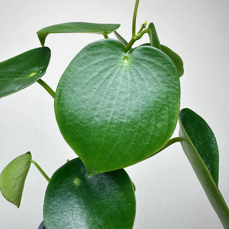 Peperomia polybotrya Raindrop P9 #5