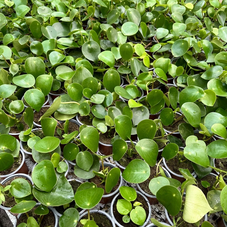 Peperomia polybotrya Raindrop P9 #6