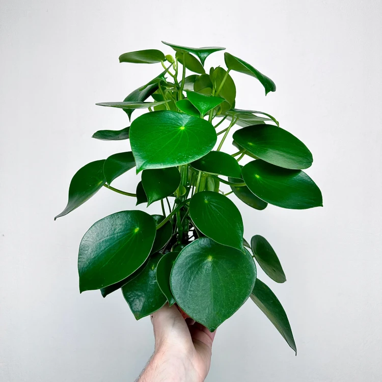 Peperomia polybotrya Raindrop P12 #1