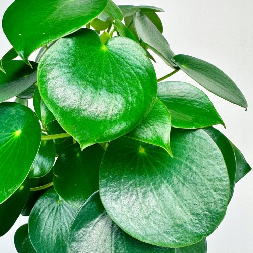 Peperomia polybotrya Raindrop P12 #2