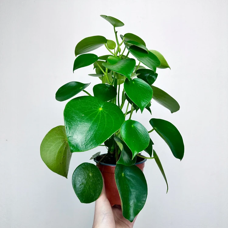 Peperomia polybotrya Raindrop P12 #3