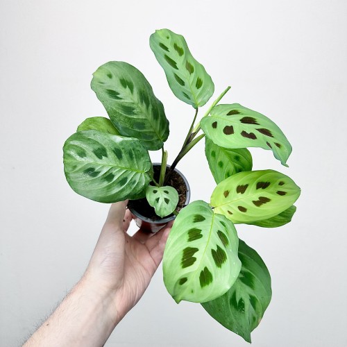 Maranta Leuconeura Kerchoveana P9 #2