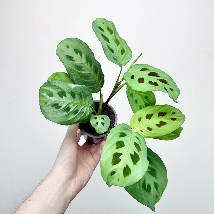 Maranta Leuconeura Kerchoveana P9 #2