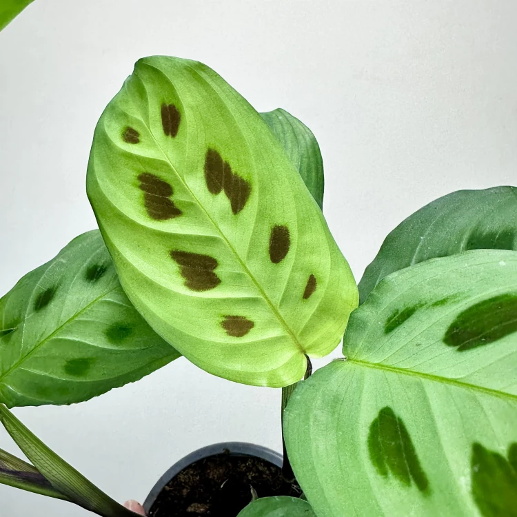 Maranta Leuconeura Kerchoveana P9 #3