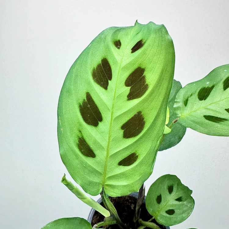 Maranta Leuconeura Kerchoveana P9 #4