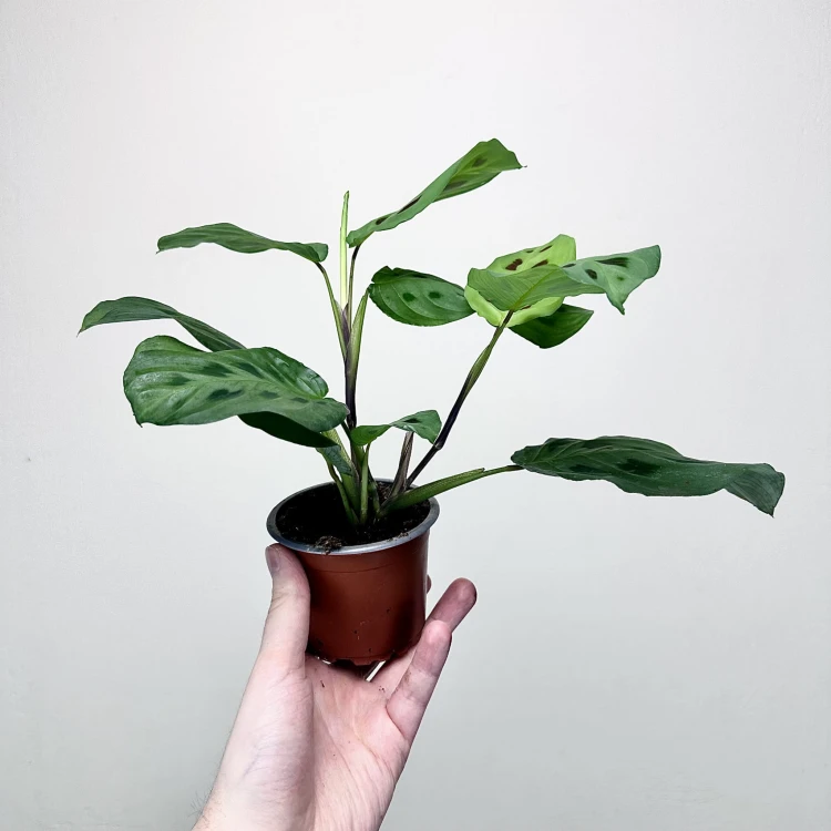 Maranta Leuconeura Kerchoveana P9 #5