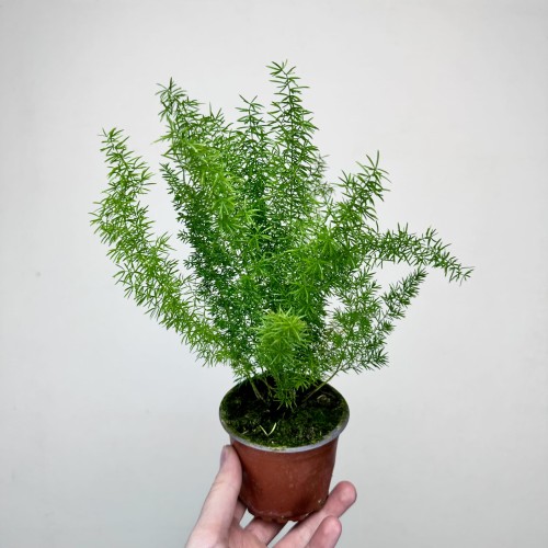 Asparagus densiflorus Meyers P9 #1