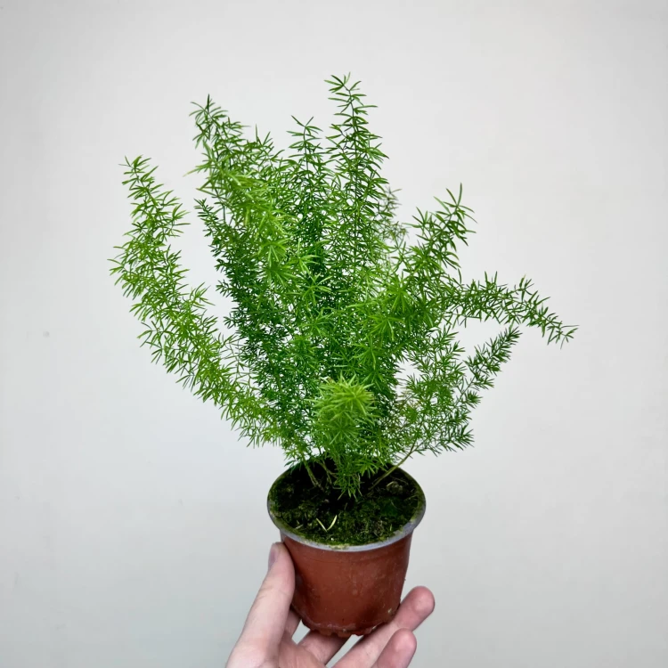 Asparagus densiflorus Meyers P9 #1