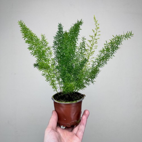Asparagus densiflorus Meyers P9 #2