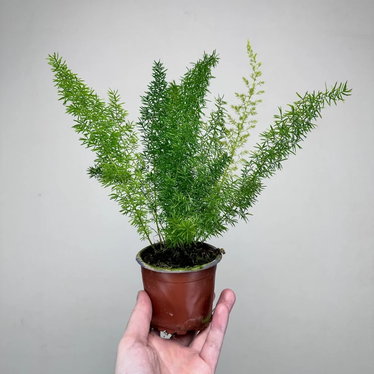 Asparagus densiflorus Meyers P9 #2
