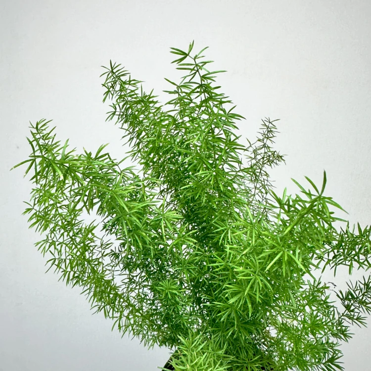 Asparagus densiflorus Meyers P9 #3