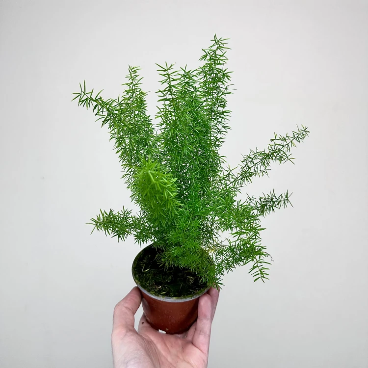 Asparagus densiflorus Meyers P9 #4