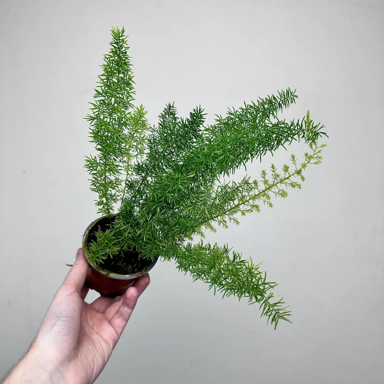 Asparagus densiflorus Meyers P9 #5